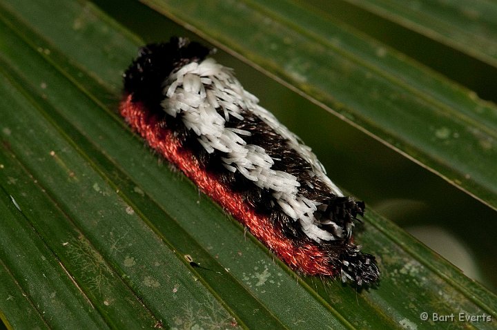 DSC_8262.jpg - Strange Catterpillar