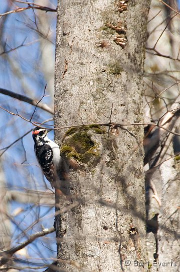 DSC_6823.jpg - Hairy Woodpecker