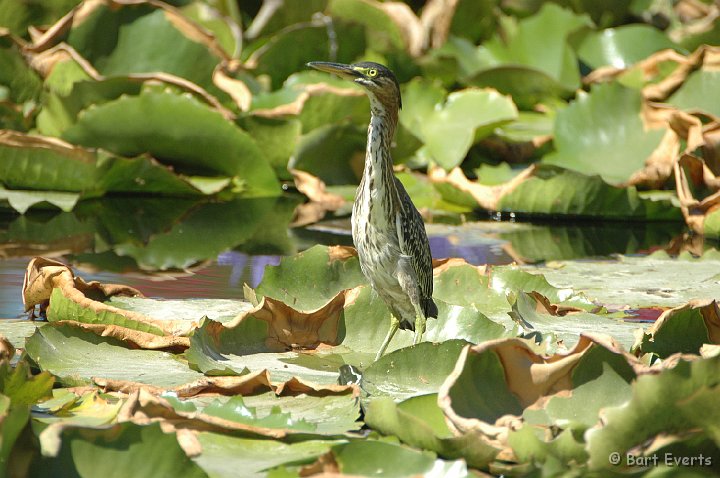 DSC_1036.JPG - Green Heron