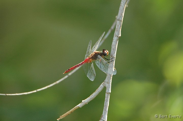 DSC_1045.JPG - Red-Tailed Pennant