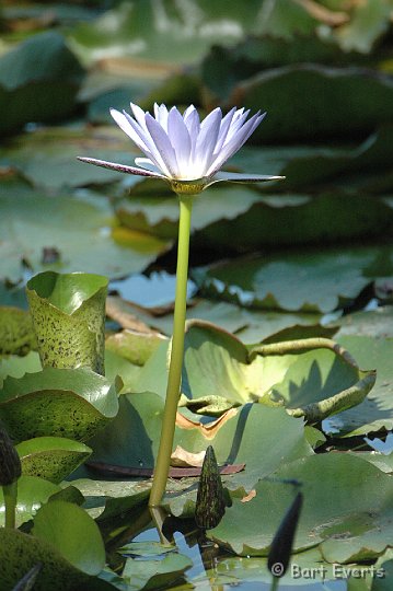 DSC_1046.JPG - Water Lilly