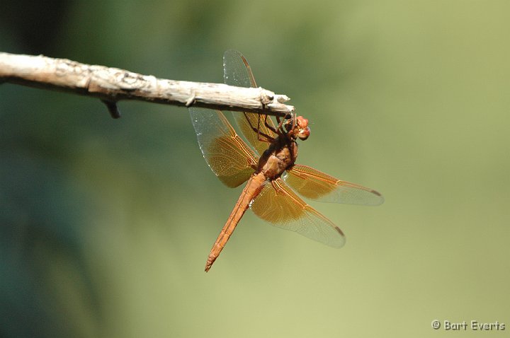 DSC_1053.JPG - Flame Skimmer