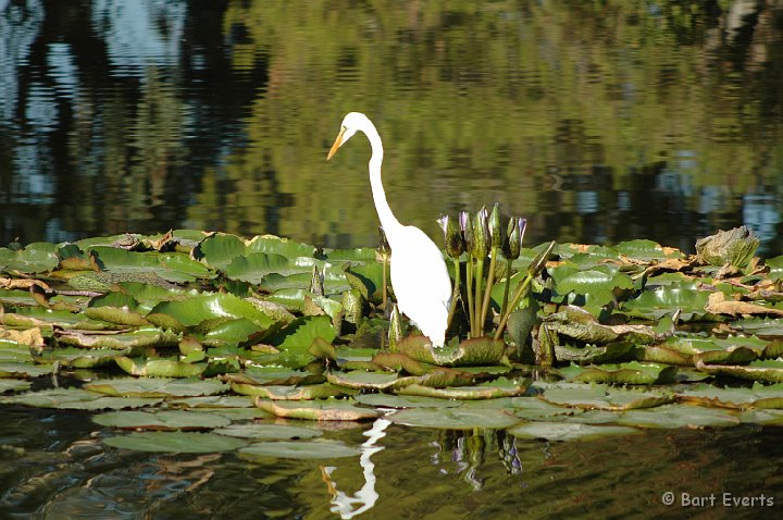 DSC_1071.JPG - Great white Egret