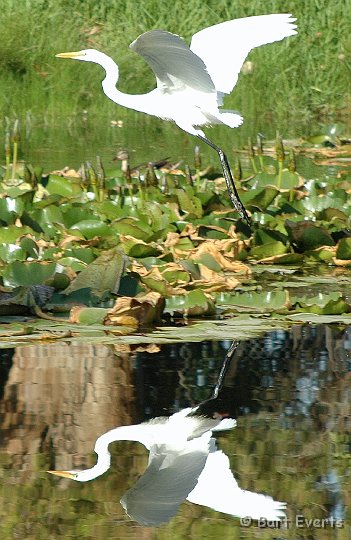 DSC_1074.jpg - Egret in flight