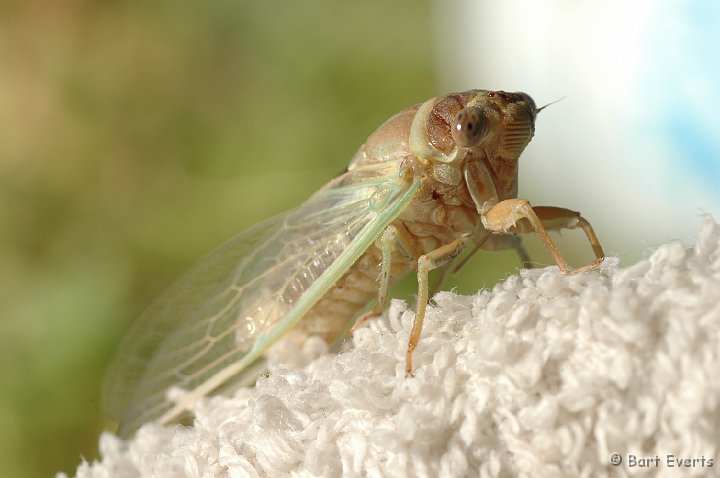 DSC_1077.JPG - Cicada