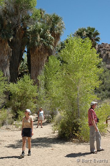 DSC_1088.JPG - Little oasis in Joshua Tree NP