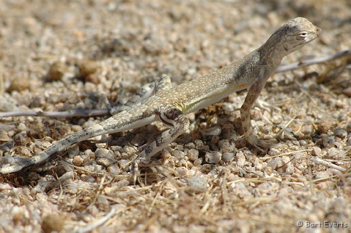 DSC_1095.JPG - Lizard