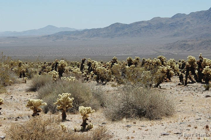 DSC_1100.JPG - The desert of Joshua Tree NP