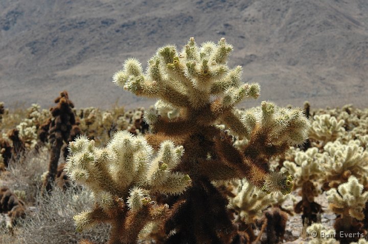 DSC_1103.JPG - The desert of Joshua Tree NP