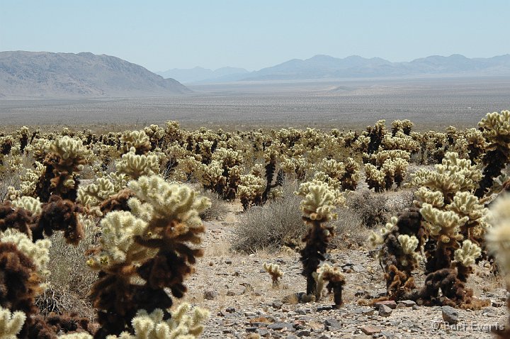 DSC_1104.JPG - The desert of Joshua Tree NP