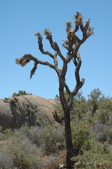 DSC_1116.JPG - First Joshua Tree