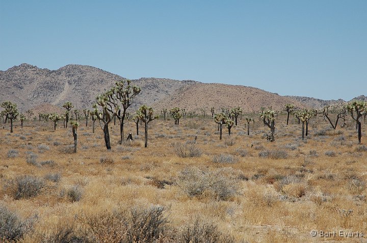 DSC_1117.JPG - More Joshua Trees