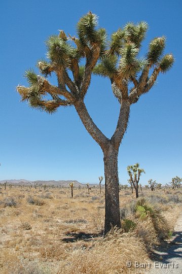 DSC_1118.JPG - Joshua Tree