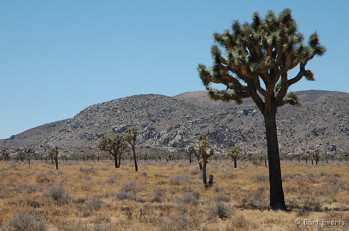 DSC_1122.JPG - Joshua Trees