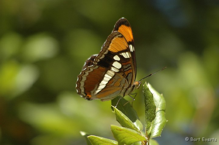 DSC_1845.JPG - Calfornia Sister (Adelpha bredowii)