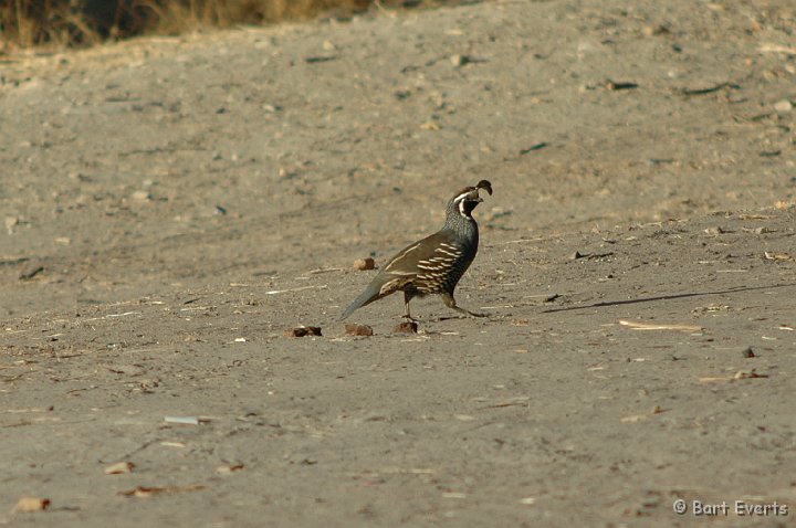 DSC_1864.JPG - Calfornia Quail