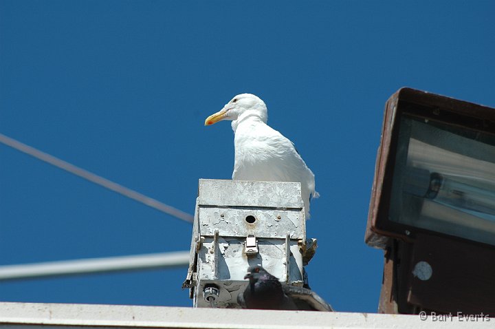 DSC_0778.JPG - Western gull