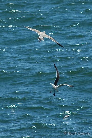 DSC_0787a.jpg - Gulls