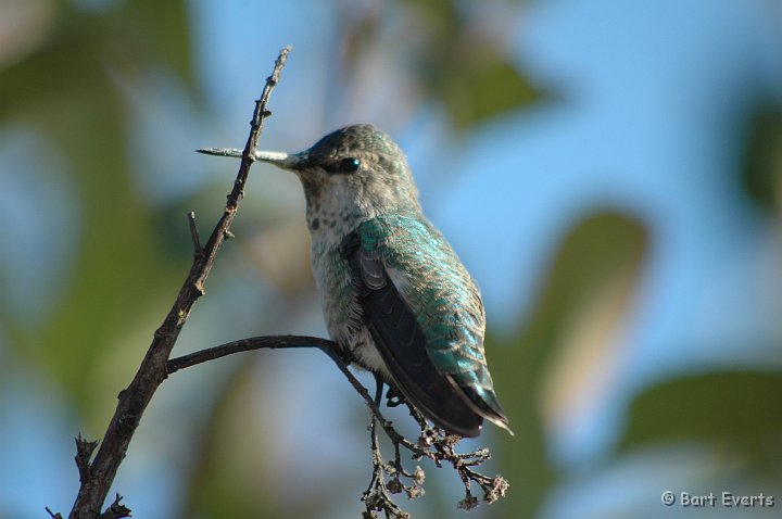 DSC_0844.JPG - Female Anna's Hummingbird