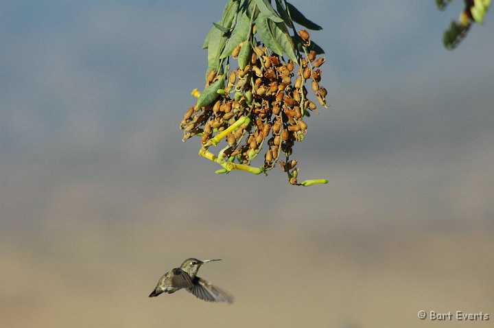 DSC_0892.JPG - Female Anna's Hummingbird