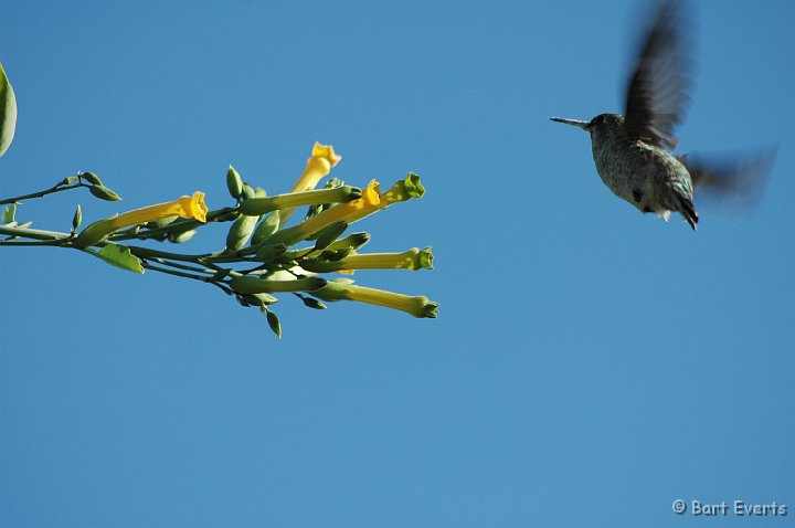 DSC_0899.JPG - Female Anna's Hummingbird