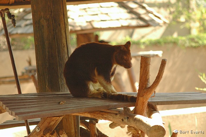 DSC_0919.JPG - Tree Kangaroo