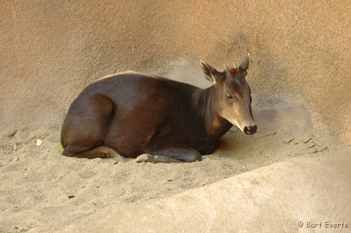 DSC_0924.JPG - Yellow-Backed Duiker