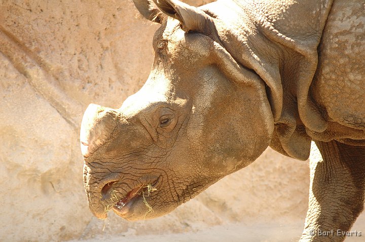 DSC_0932.JPG - Indian Rhino