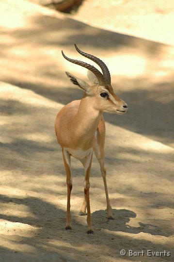 DSC_0934.JPG - Cuvier's Gazelle