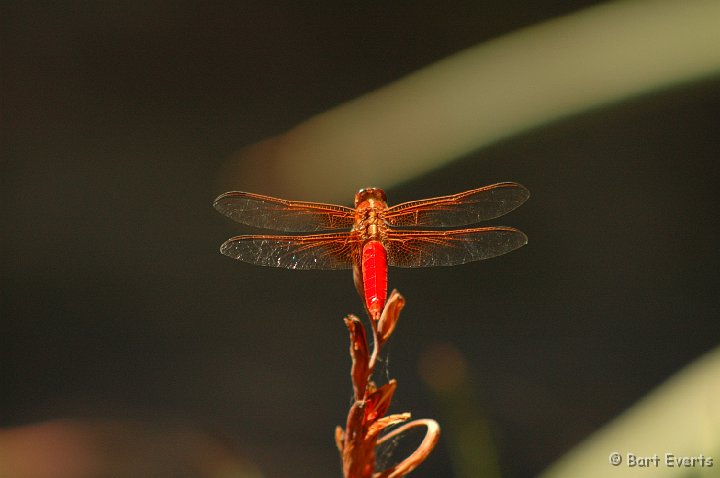 DSC_0936.JPG - Neon Skimmer