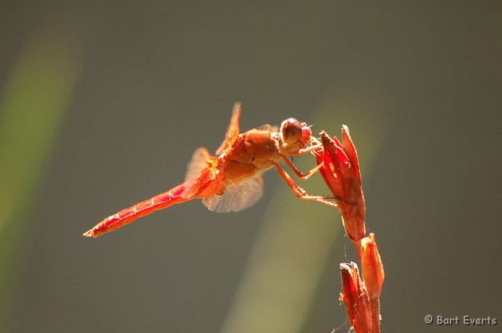 DSC_0938.JPG - Neon Skimmer