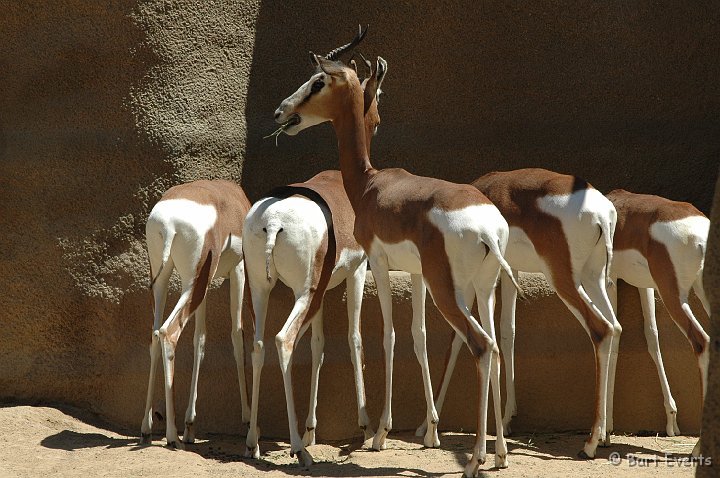 DSC_0948.JPG - Mohr Gazelles