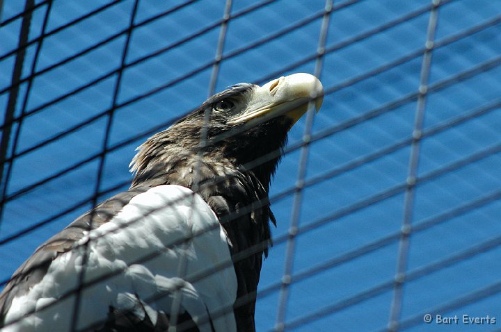 DSC_0952.JPG - Steller's Sea Eagle