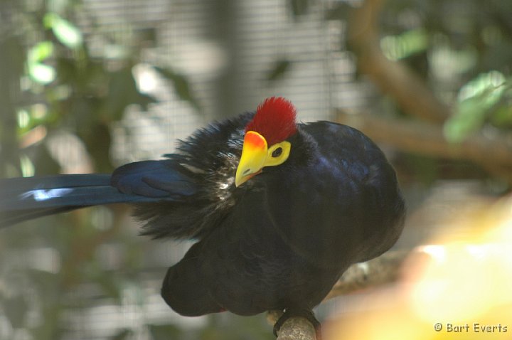 DSC_0964.JPG - Ross's Turaco