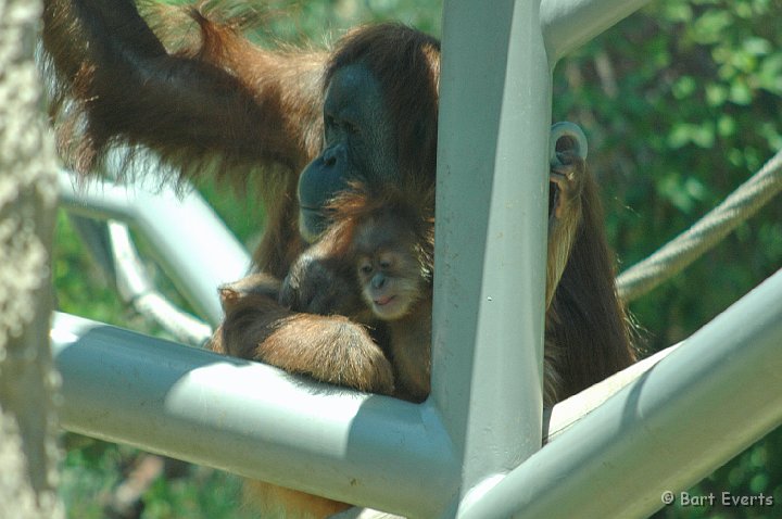 DSC_0966.JPG - Orang Utan