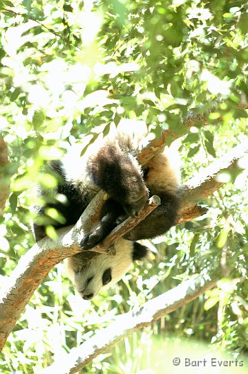 DSC_0973.JPG - Giant Panda