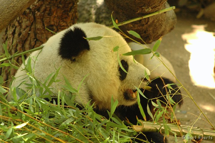 DSC_0975.JPG - Giant Panda