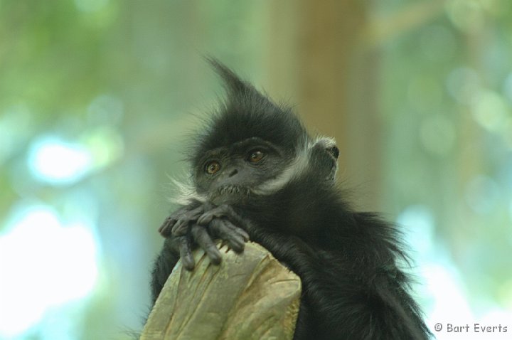 DSC_0987.JPG - François Langur