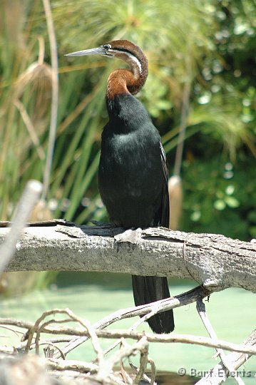 DSC_1009.JPG - Anhinga