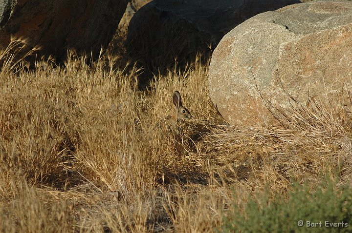 DSC_1017.JPG - Blacktail Jackrabbit