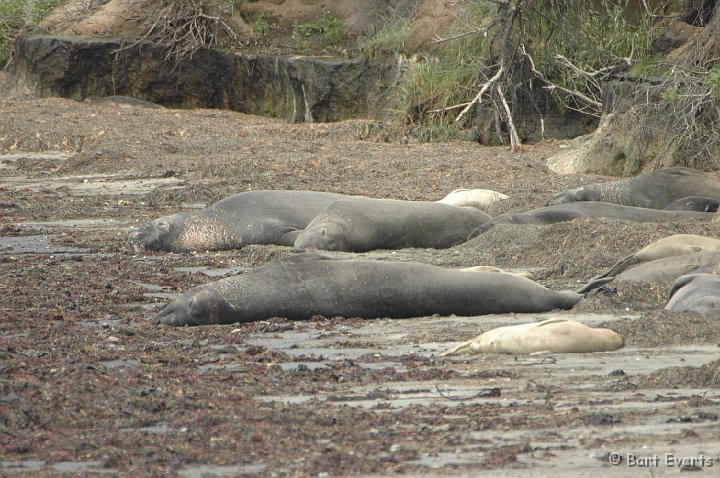 DSC_1743.JPG - The big Elephant Seals