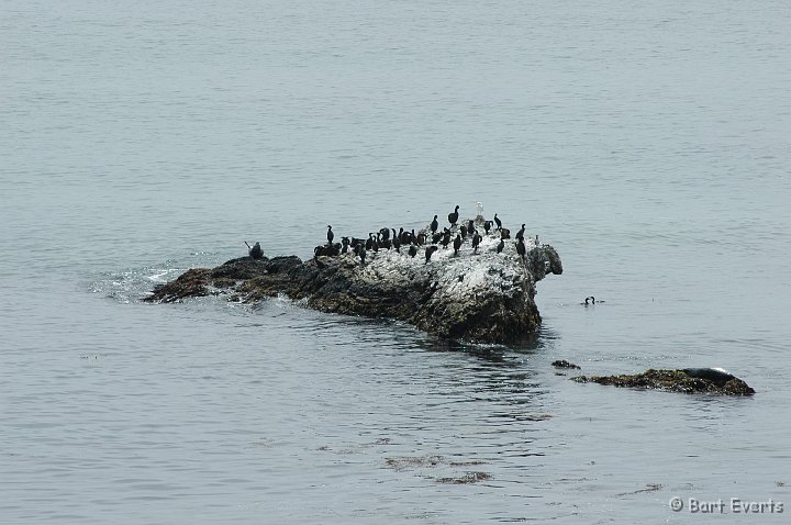 DSC_1766.JPG - Cormorant on a rock