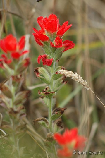 DSC_1768.JPG - red flowers