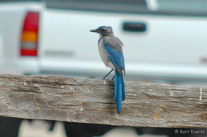 DSC_1769.JPG - Western Scrub-jay