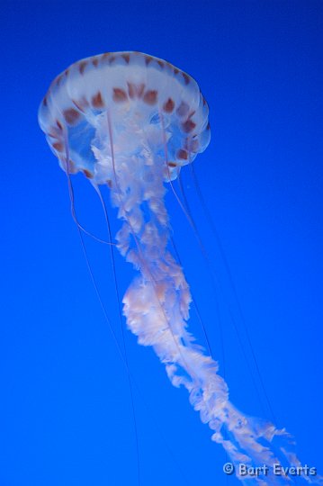 DSC_1788.JPG - Jellyfish