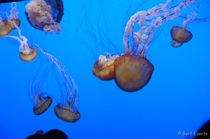 DSC_1790.JPG - Jellyfish