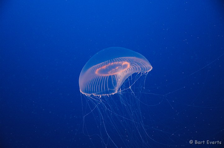 DSC_1794.JPG - Jellyfish