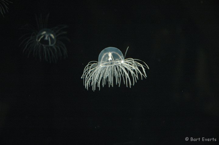 DSC_1798.JPG - Jellyfish