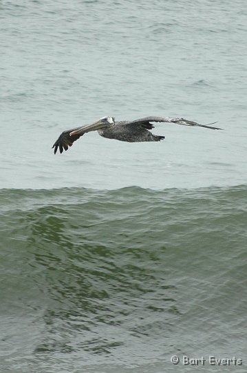 DSC_1705.JPG - Brown Pelican