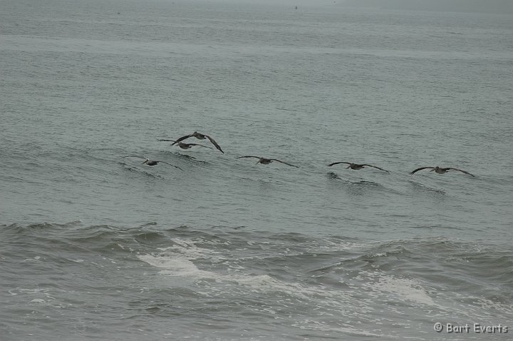 DSC_1711.JPG - Brown Pelicans flying by